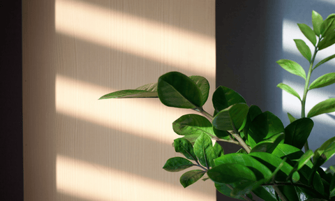 Planters