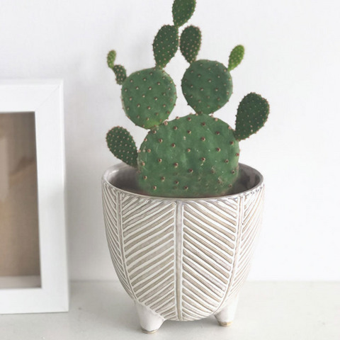 Pristineflora Ceramic Planters