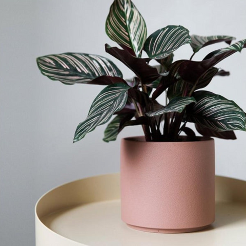 Planters